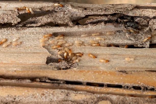 Best Best Pest Control Companies  in Hoopeston, IL