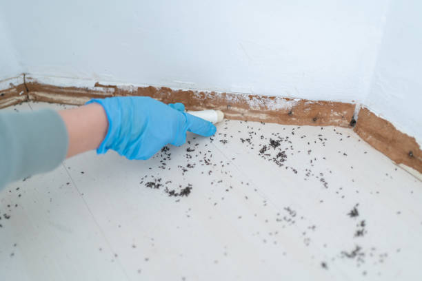 Best Spider Control Near Me  in Hoopeston, IL